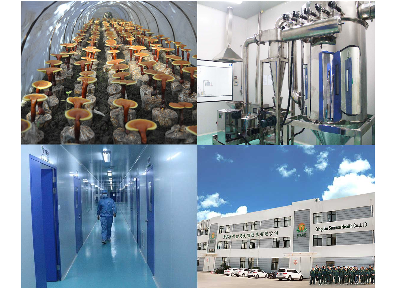 Reishi powder prodction
