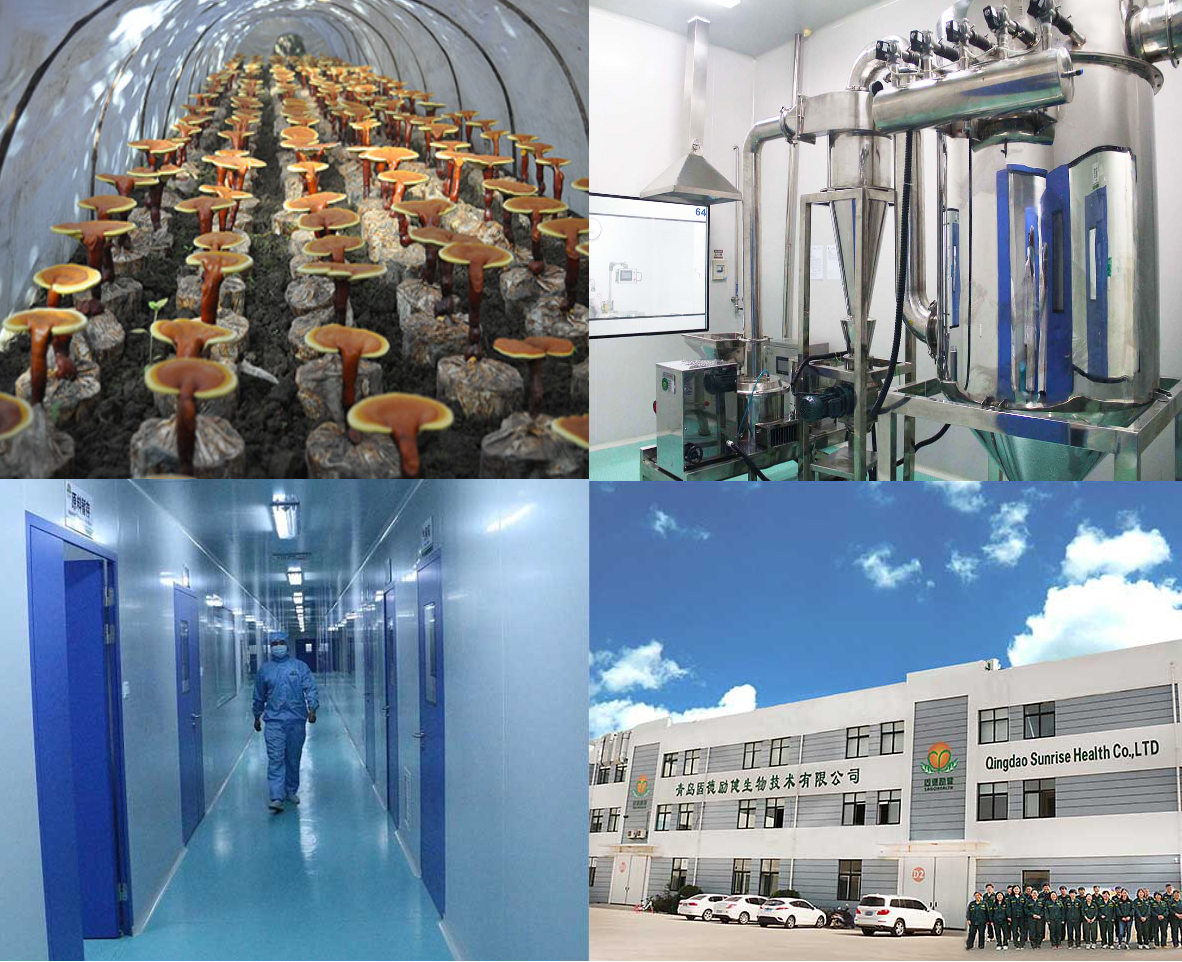 Reishi powder prodction.png
