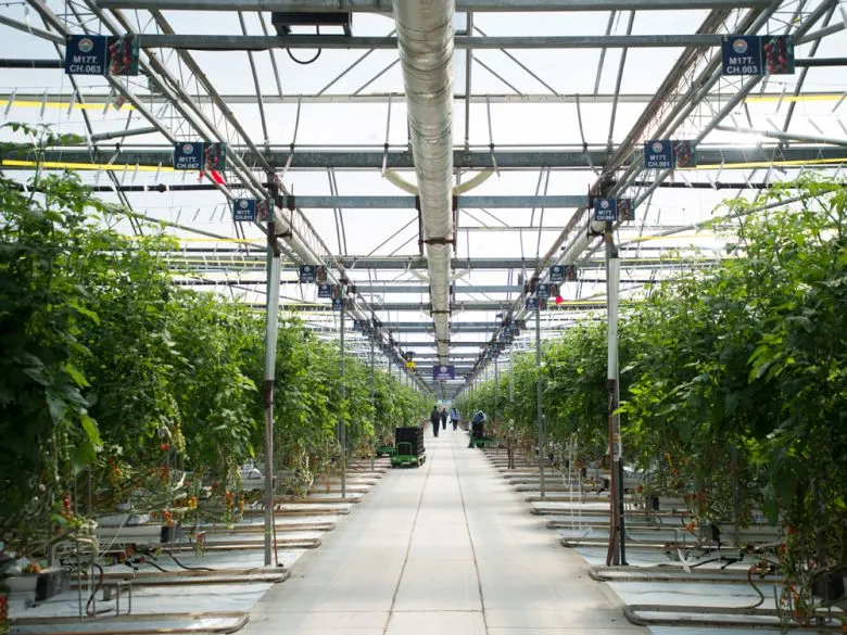 greenhouse