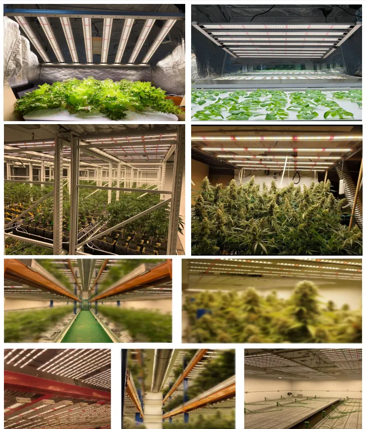 Samsung lm301b sunlight 1000w led grow light for lettuce greenhouse