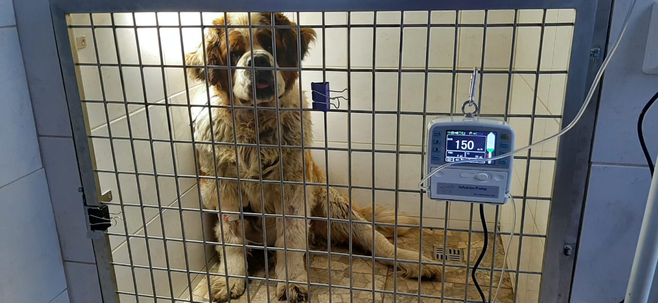 Pet Syringe pump.jpg