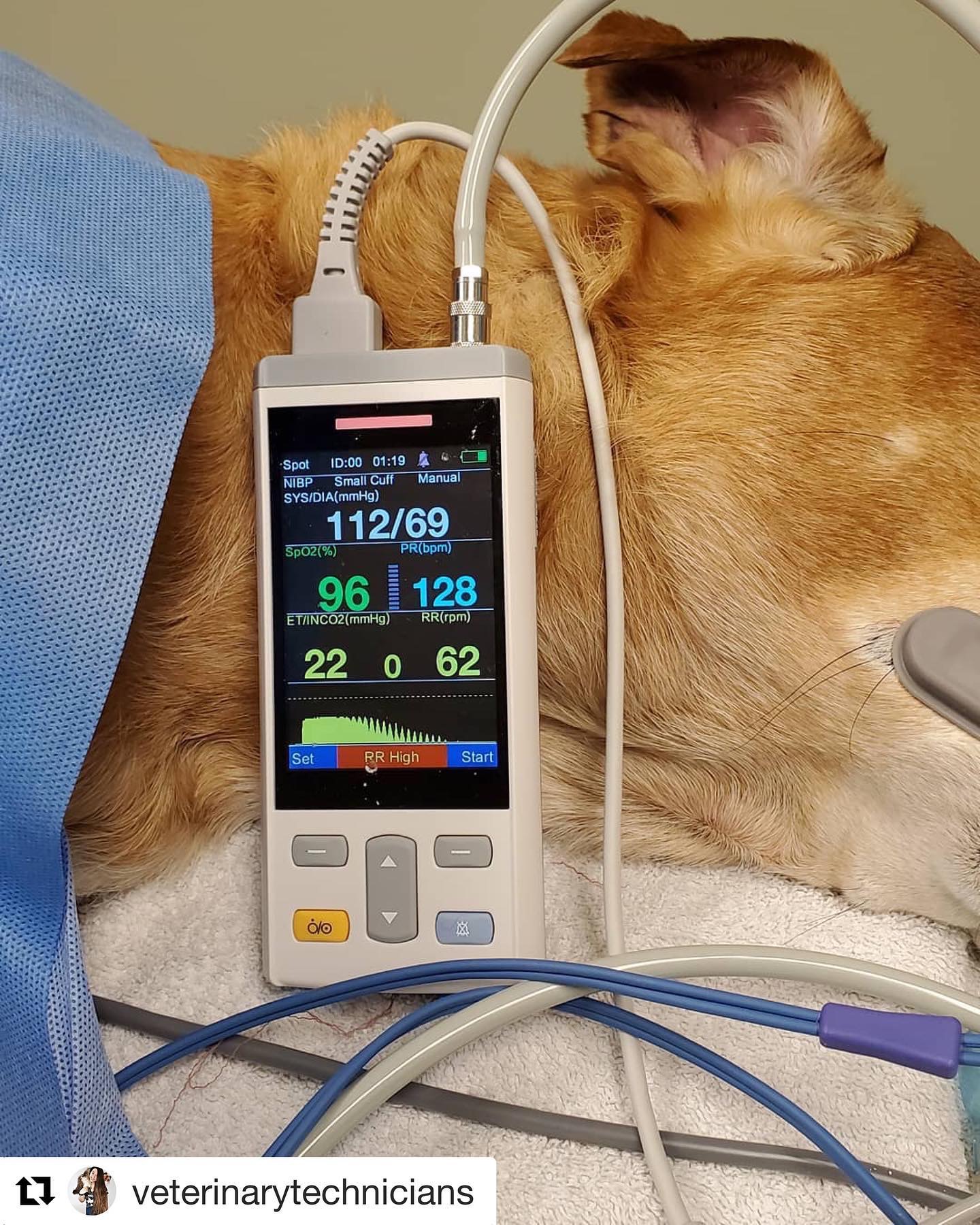 vet monitor.jpg