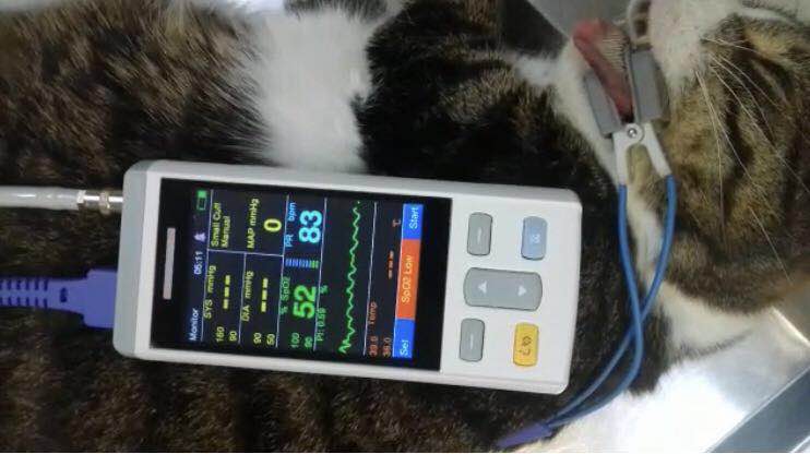 pet monitor for cat dog.jpg
