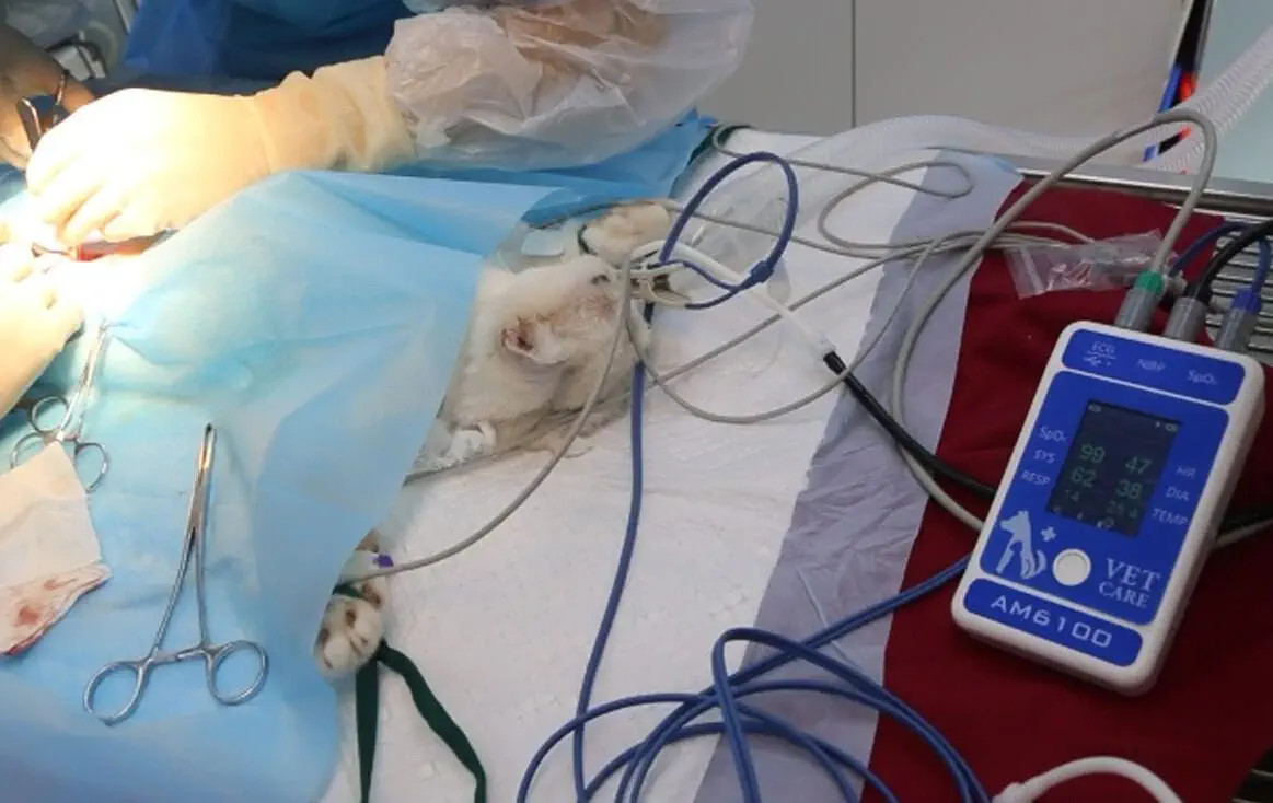 vet pulse oximeter.jpg