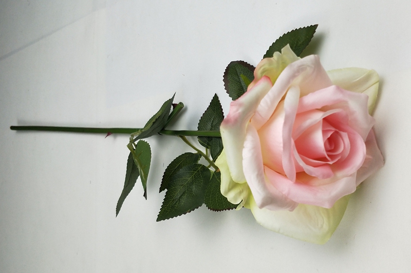 IMG20200510163925.jpg