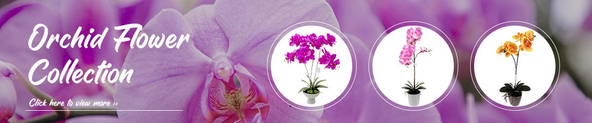 4.Orchid Flower Collection.png