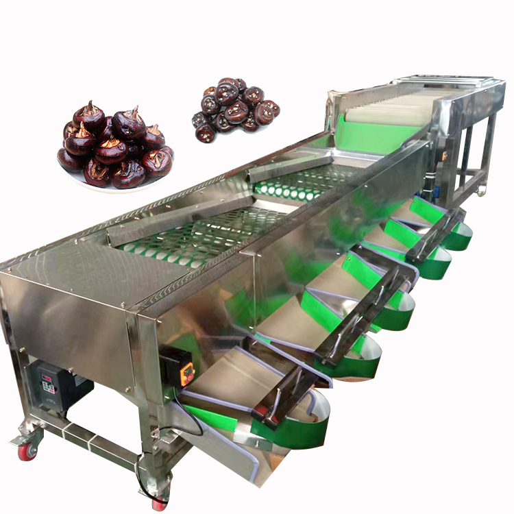onion sorting machine