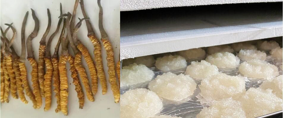 freeze dryer machine
