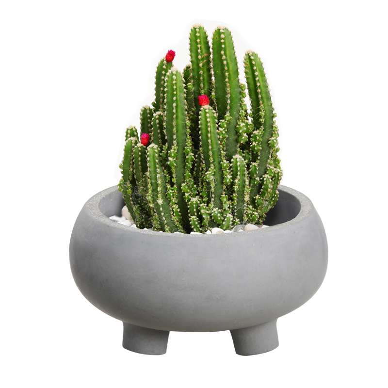 Cement Garden Succulent Planter Manufacturer