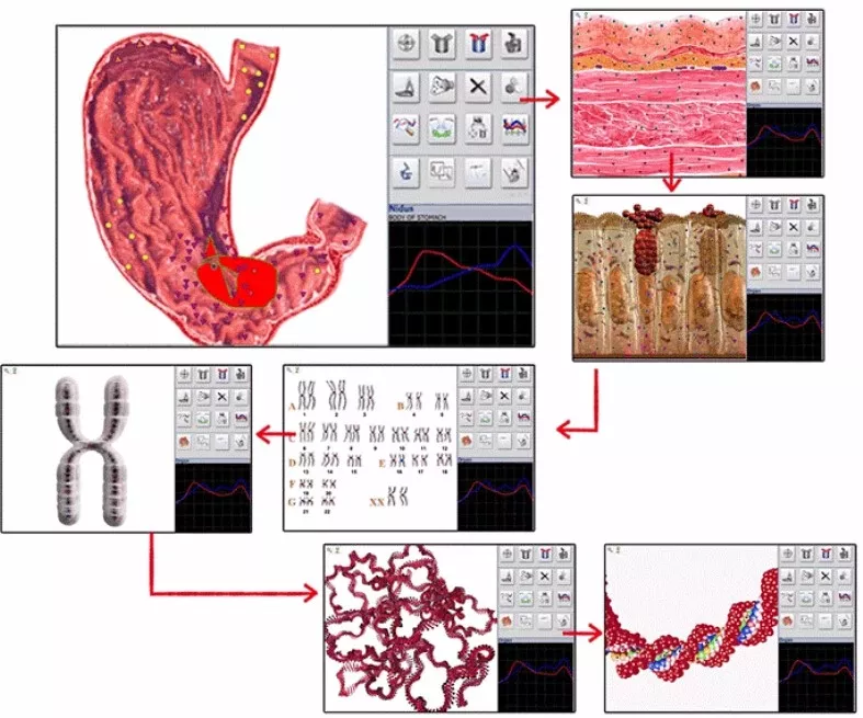 Health Analyzer Machine Metatron Metapathia